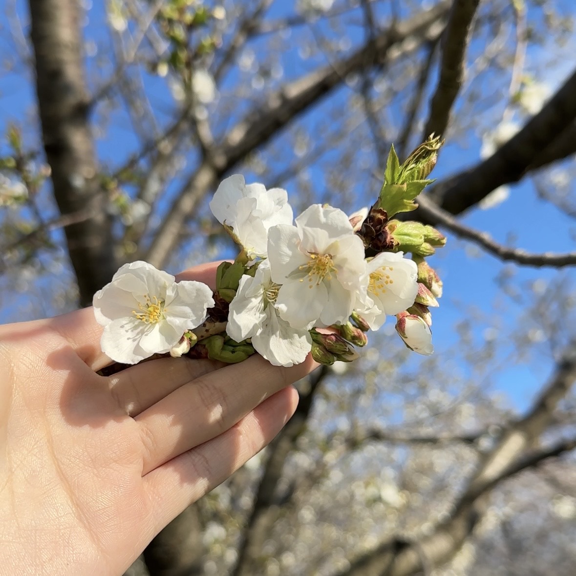 春を探す蝶(半袖)