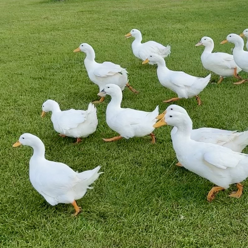 【新作】通勤ダック