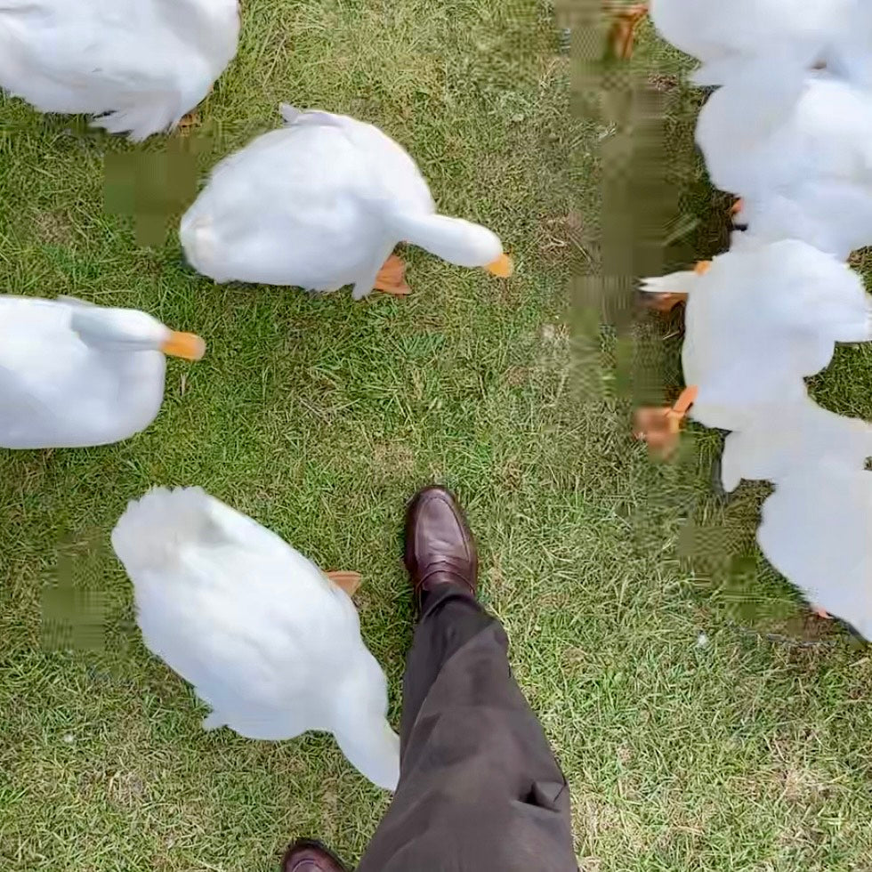 【新作】通勤ダック